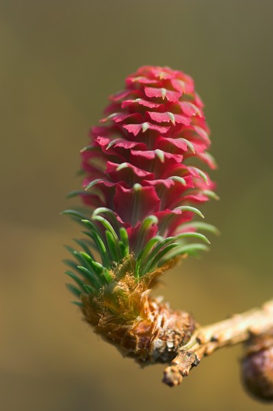 European Larch flower