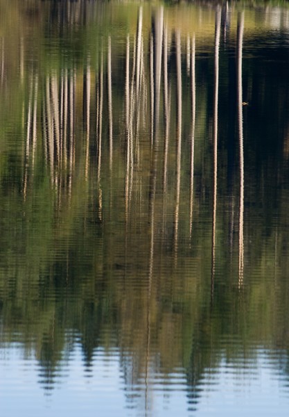 Reflections at Tarn Hows
