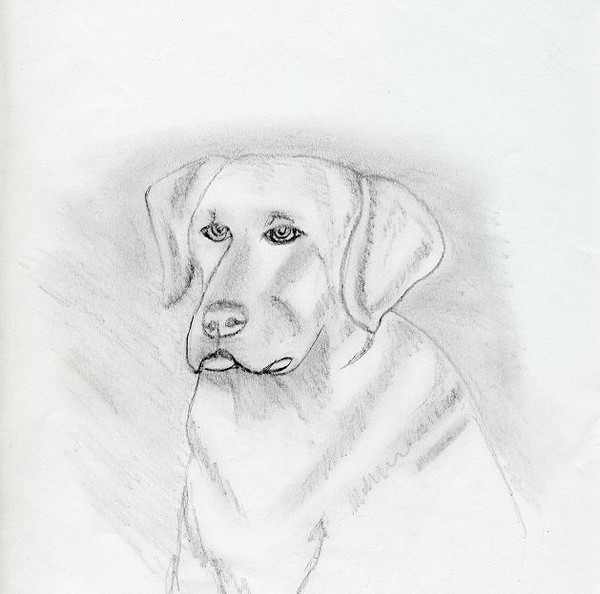 Lab Dog