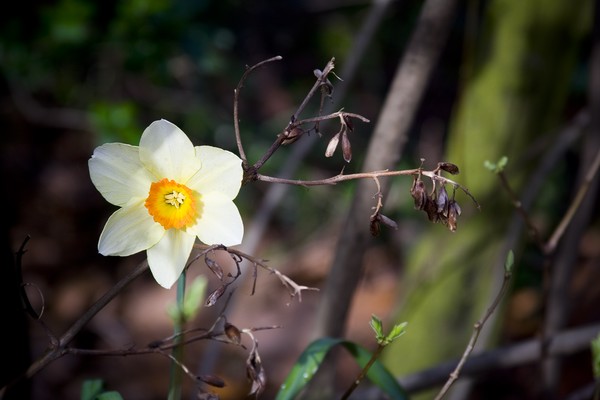 Daff & Decay