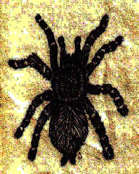 pet