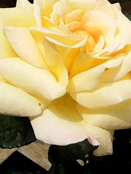Yellow Rose