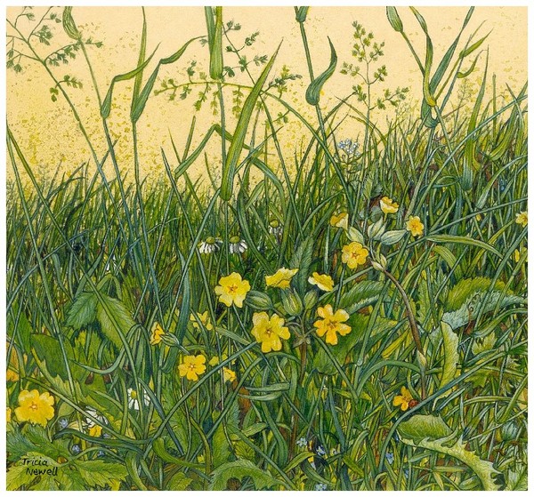 Oxlips and Daisies