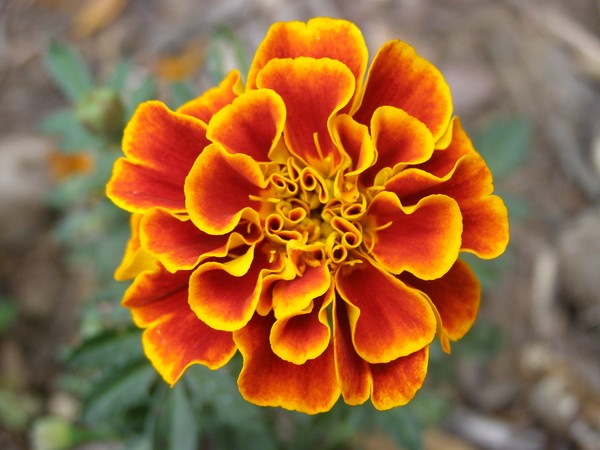 Blossom of Fire
