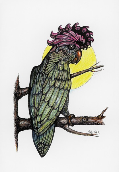 fancy bird...
