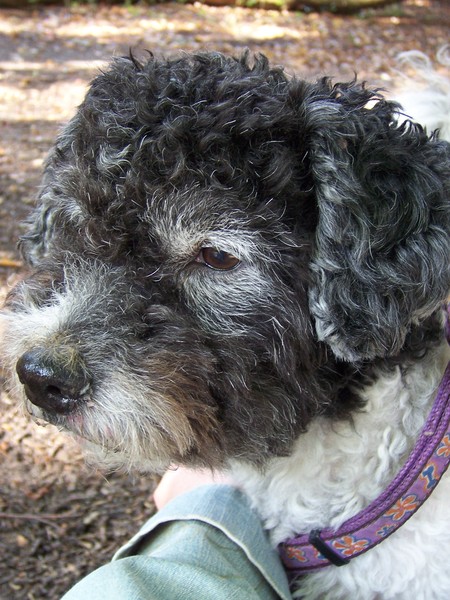 Joey - RIP