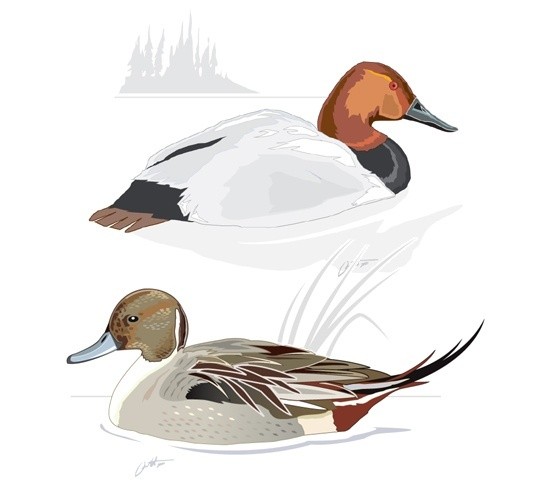 Canvasback and Pintail
