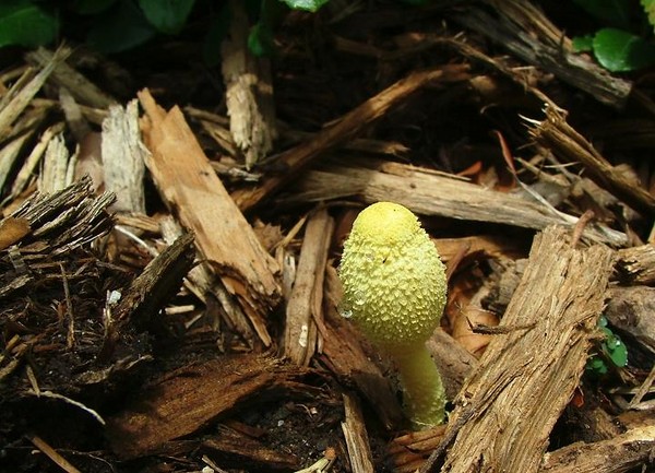Unidentified Shroom