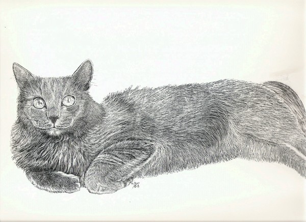 murray