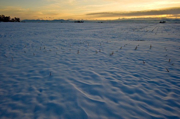 Winter Patterns