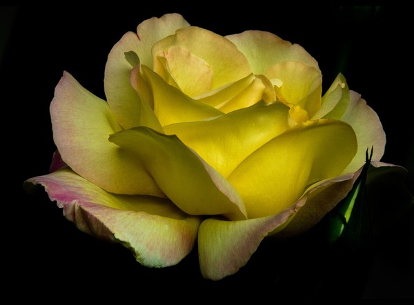 Peace Rose