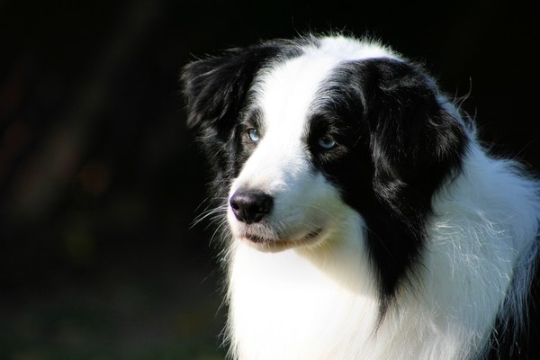 Kael 3
