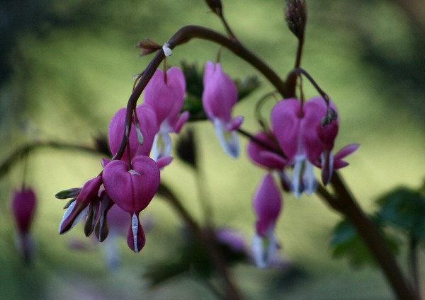 Bleeding Hearts 2