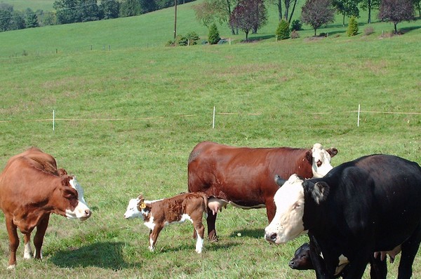 Cows in a feild