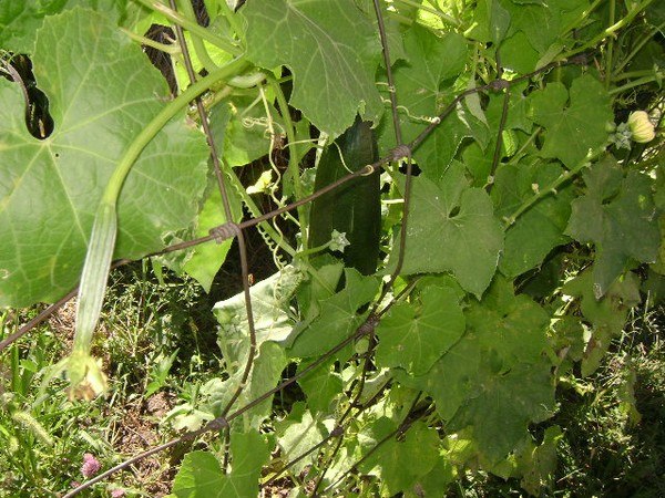 Growing Luffa's