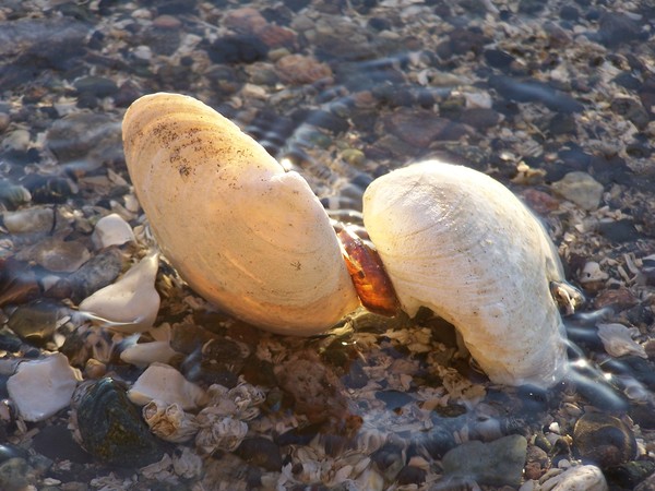 By the sea shore