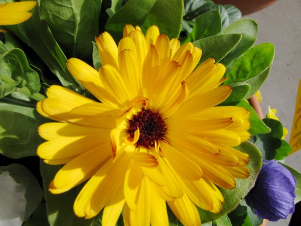 Flower in Winter