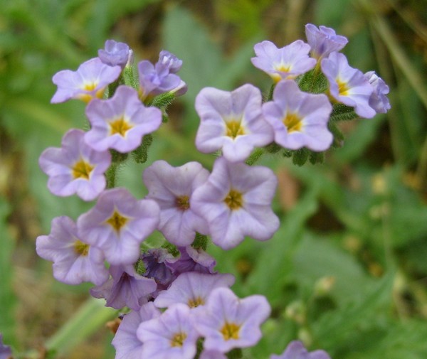 Blooms of Summer, Verbena