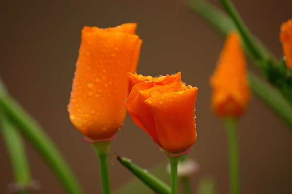 Wild orange Tulips