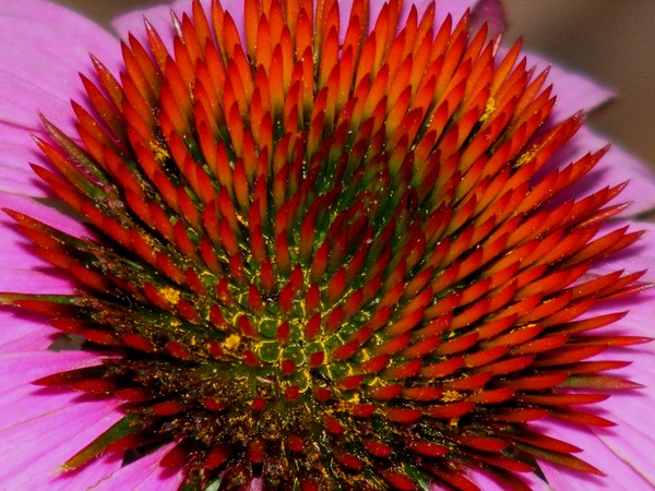 The Art Of Flowers #9