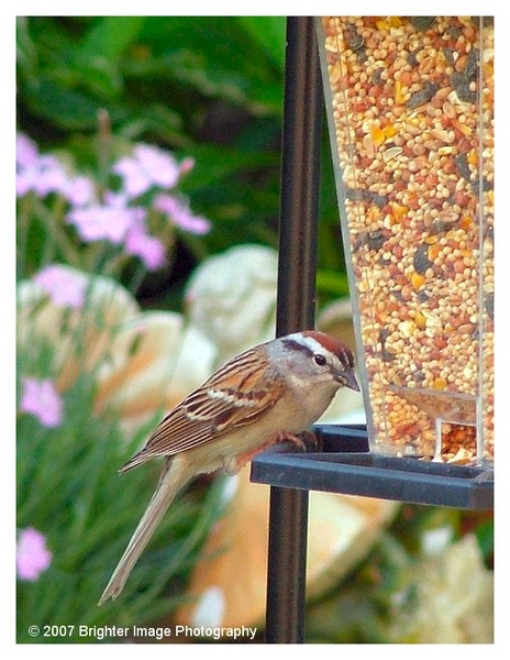 Sparrow