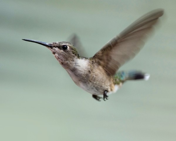 Ruby-Throat Female