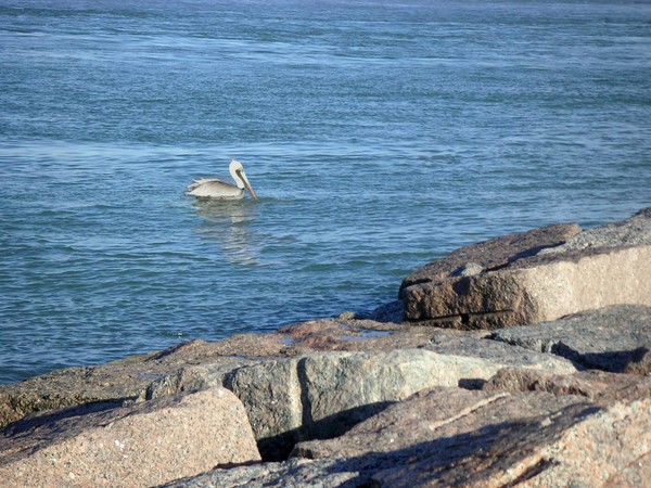 Pelican Landing