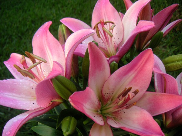 Lilies In Company