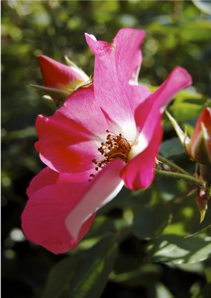 Flower No.001