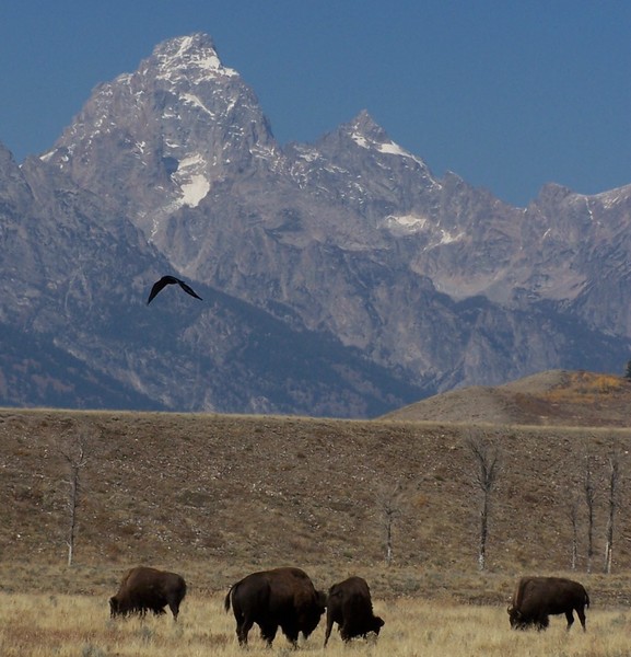 Buffalo,Raven & Tetons