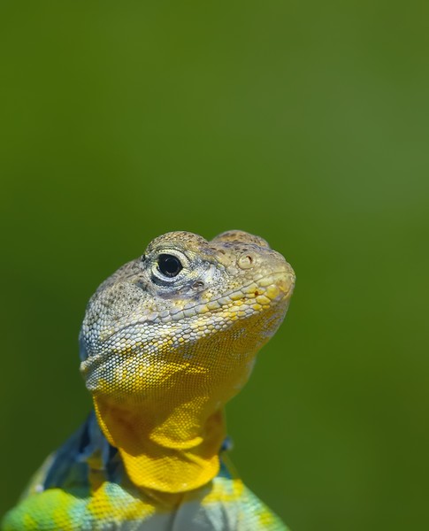 Eastern collared lizard I