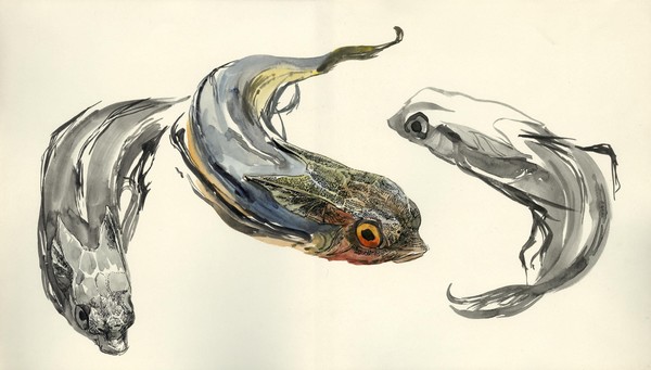 EVOLUTION IN COLOUR