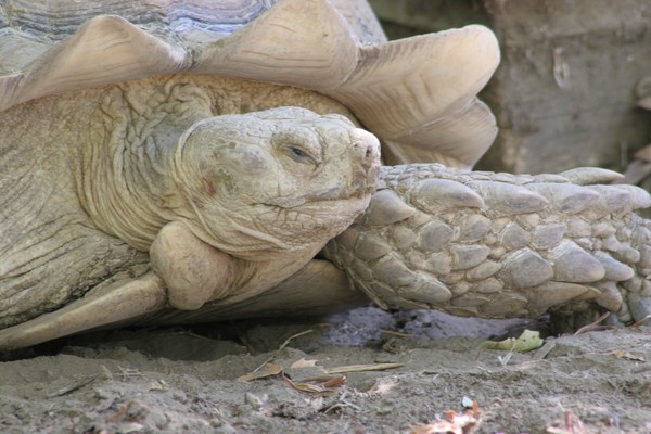 Tortoise
