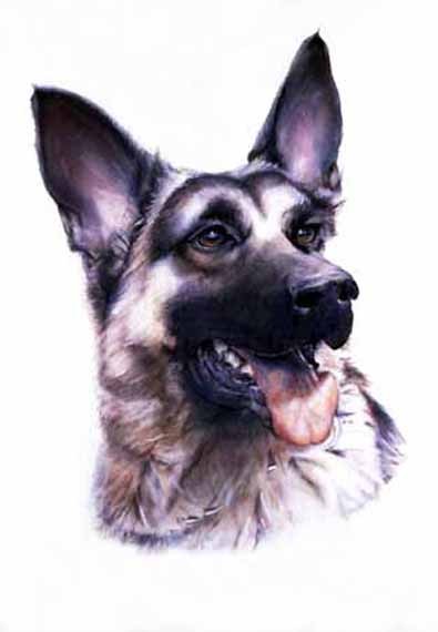 German Shepard
