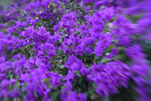 Wall of Bouganvilla