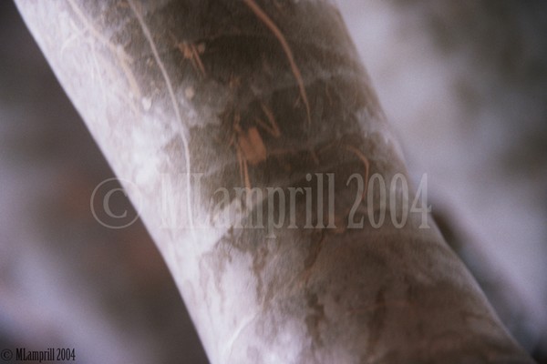 20-Botanic gardens, Amsterdam 2004