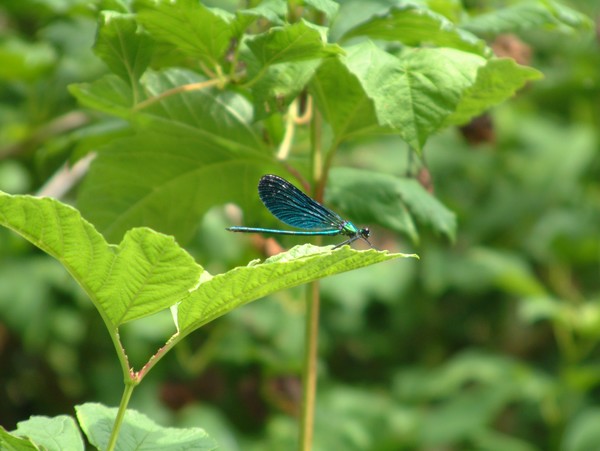 dragon fly