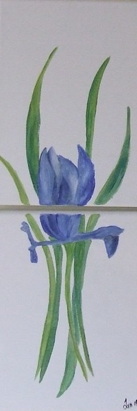 blue iris