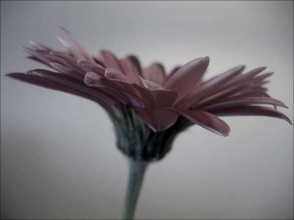 Altered Daisy
