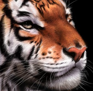 The eyes of a tiger