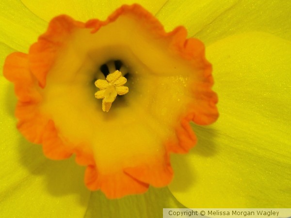 daffy