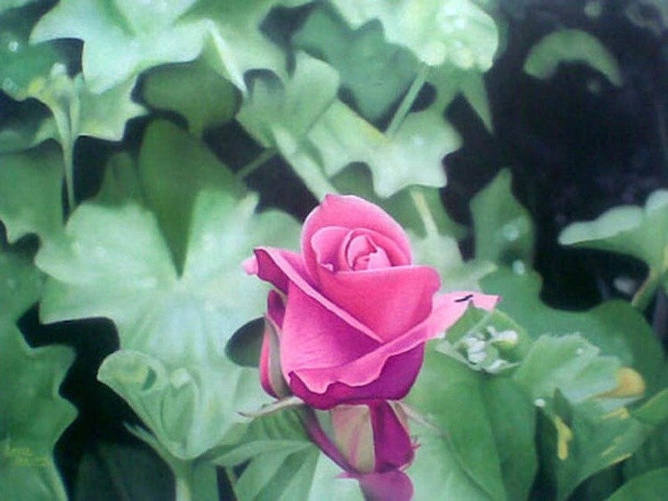 Pink Rose Painting 