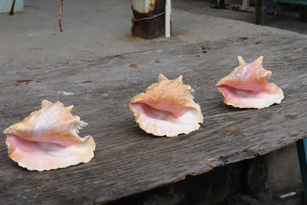 Shells- St Lucia island
