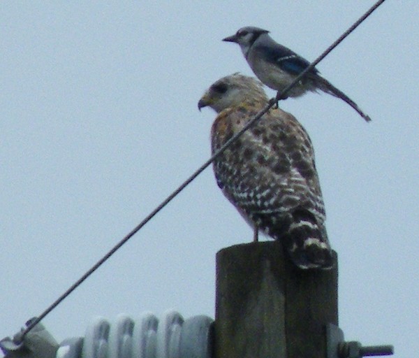 Hawk and his tormentor on Phone Post