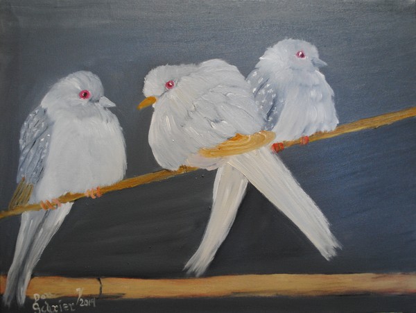 Anja' Birds photo challenge on Orange Arts