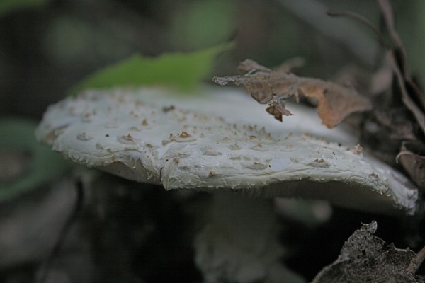 Mushroom 1
