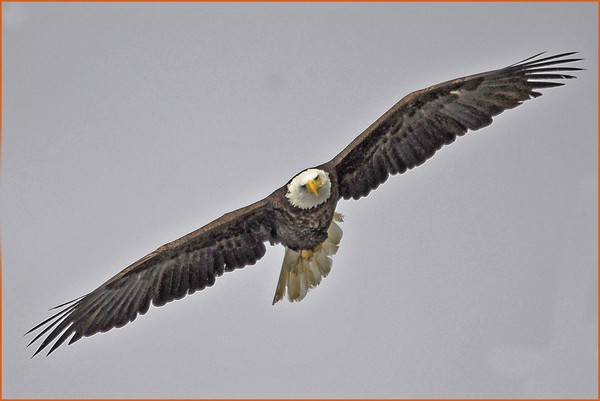 FLYING EAGLE