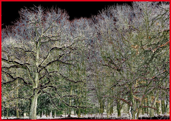 SOLARIZED WINTER TREES