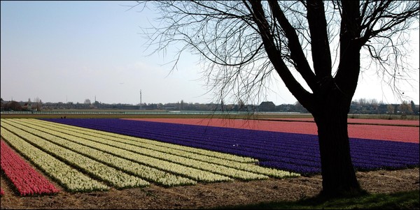Flower fields in Holland