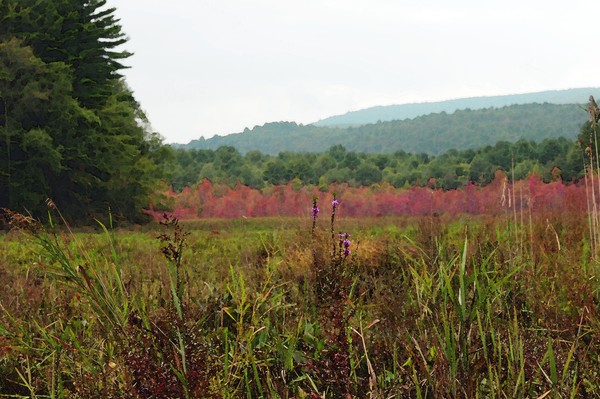 Basha Kill Landscape